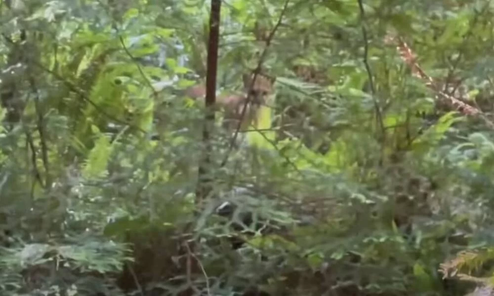 Ποδηλάτης έκανε βόλτα στο δάσος και αυτό που είδε του πάγωσε το αίμα!